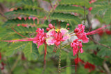 Caesalpinia pulcherrima Pink | 5_Seeds