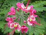 Caesalpinia pulcherrima Pink | 5_Seeds