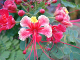 Caesalpinia pulcherrima Pink | 5_Seeds