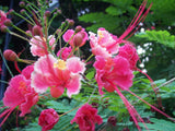 Caesalpinia pulcherrima Pink | 5_Seeds