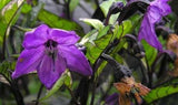 Capsicum annuum Calico | Ornamental Pepper | 50_Seeds