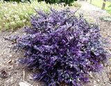 Capsicum annuum Calico | Ornamental Pepper | 50_Seeds