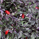 Capsicum annuum Calico | Ornamental Pepper | 50_Seeds