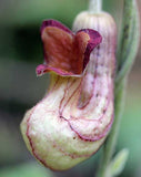 Aristolochia californica | California Pipevine | 5_Seeds