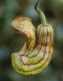 Aristolochia californica | California Pipevine | 5_Seeds