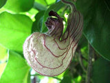 Aristolochia californica | California Pipevine | 5_Seeds