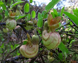 Aristolochia californica | California Pipevine | 5_Seeds