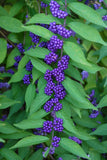 Callicarpa dichotoma | Purple Beautyberry | Early Amethyst | 100_Seeds