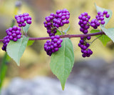 Callicarpa dichotoma | Purple Beautyberry | Early Amethyst | 100_Seeds