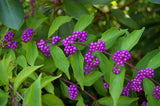Callicarpa dichotoma | Purple Beautyberry | Early Amethyst | 100_Seeds