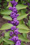 Callicarpa dichotoma | Purple Beautyberry | Early Amethyst | 100_Seeds