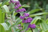 Callicarpa dichotoma | Purple Beautyberry | Early Amethyst | 100_Seeds