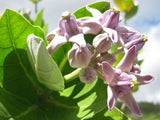 Calotropis gigantea | Giant Milkweed | Crown Flower | Swallow Wort | 10_Seeds