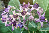 Calotropis gigantea | Giant Milkweed | Crown Flower | Swallow Wort | 10_Seeds