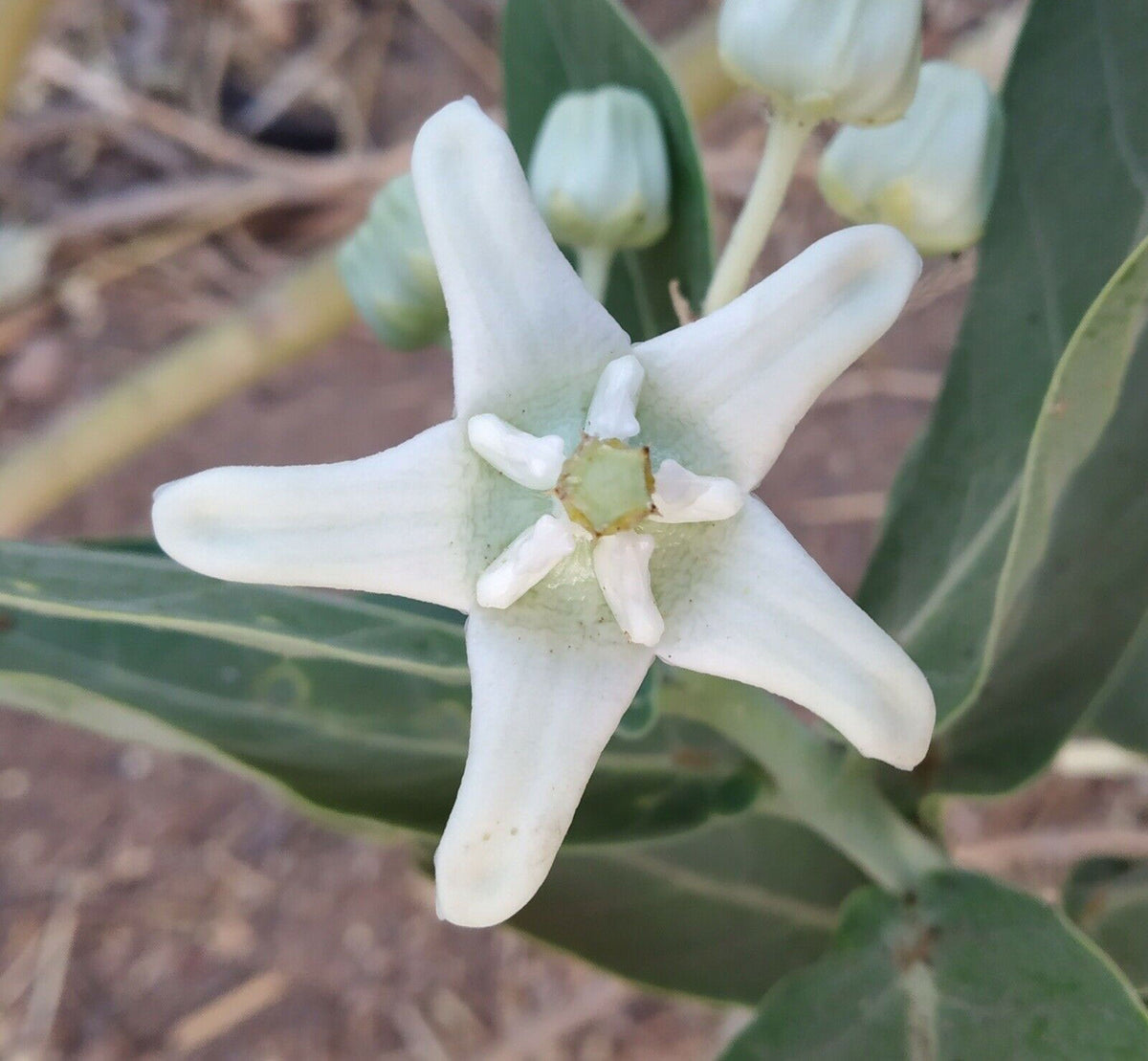crown flower seeds Calotropis gigantea White | Giant Milkweed | Crown Flower