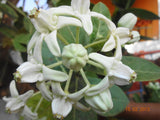 Calotropis Gigantea White | Giant Milkweed | Crown Flower | 20_Seeds