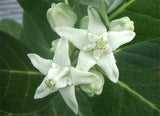Calotropis Gigantea White | Giant Milkweed | Crown Flower | 20_Seeds