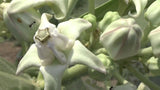 Calotropis Gigantea White | Giant Milkweed | Crown Flower | 20_Seeds