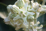 Calotropis Gigantea White | Giant Milkweed | Crown Flower | 20_Seeds