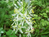 Camassia scilloides | Atlantic Camas | Wild Hyacinth | 50_Seeds