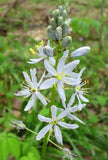 Camassia scilloides | Atlantic Camas | Wild Hyacinth | 50_Seeds