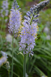 Camassia scilloides | Atlantic Camas | Wild Hyacinth | 50_Seeds