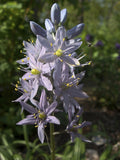 Camassia scilloides | Atlantic Camas | Wild Hyacinth | 50_Seeds