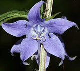 Campanulastrum americanum | Tall American Bellflower | 100_Seeds