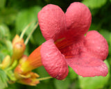 Campsis radicans Flamenco | Crimson Trumpet Vine | 10_Seeds