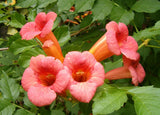Campsis radicans Flamenco | Crimson Trumpet Vine | 10_Seeds