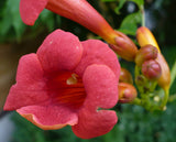 Campsis radicans Flamenco | Crimson Trumpet Vine | 10_Seeds