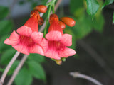 Campsis radicans Flamenco | Crimson Trumpet Vine | 10_Seeds
