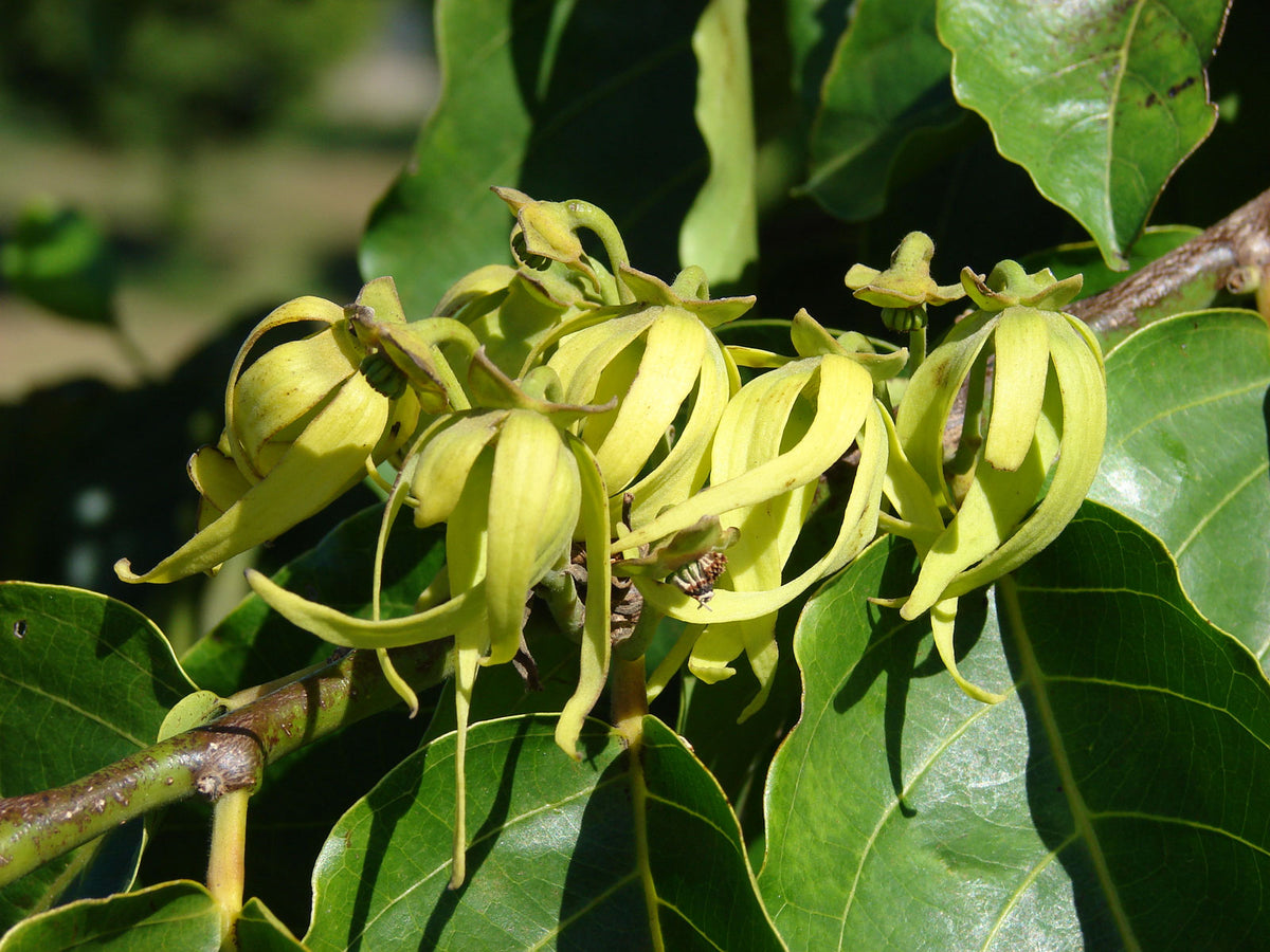 Cananga odorata | Ylang Ylang