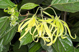 Cananga odorata | Ylang Ylang | 5_Seeds