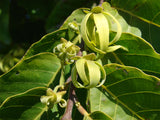 Cananga odorata | Ylang Ylang | 5_Seeds