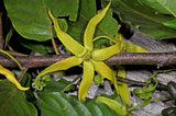 Cananga odorata | Ylang Ylang | 5_Seeds