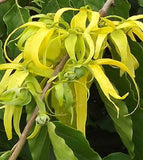 Cananga odorata | Ylang Ylang | 5_Seeds