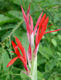 Canna indica | Indian Shot | 10_Seeds