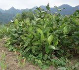 Canna indica | Indian Shot | 10_Seeds