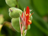 Canna indica | Indian Shot | 10_Seeds