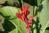 Canna indica | Indian Shot | 10_Seeds
