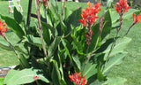 Canna indica | Indian Shot | 10_Seeds