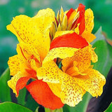 Canna x generalis Cleopatra | Canna Lily | 10_Seeds
