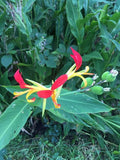 Canna x generalis Cleopatra | Canna Lily | 10_Seeds