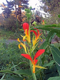 Canna x generalis Cleopatra | Canna Lily | 10_Seeds