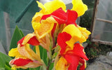 Canna x generalis Cleopatra | Canna Lily | 10_Seeds