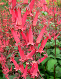 Phygelius capensis | Cape Fuchsia | 10_Seeds