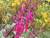 Phygelius capensis | Cape Fuchsia | 10_Seeds