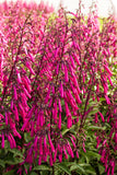 Phygelius capensis | Cape Fuchsia | 10_Seeds