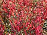 Phygelius capensis | Cape Fuchsia | 10_Seeds